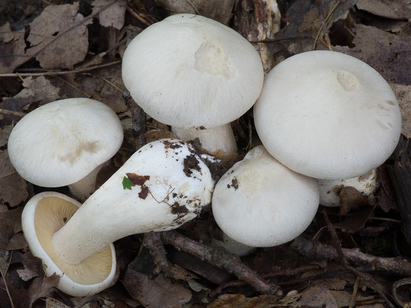 Entoloma sinuatum